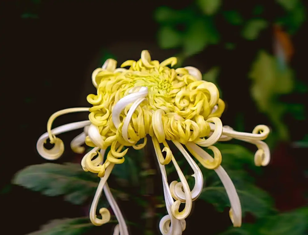 9月養菊花秘訣：做好2摘1勤，秋花輕鬆開成七彩球