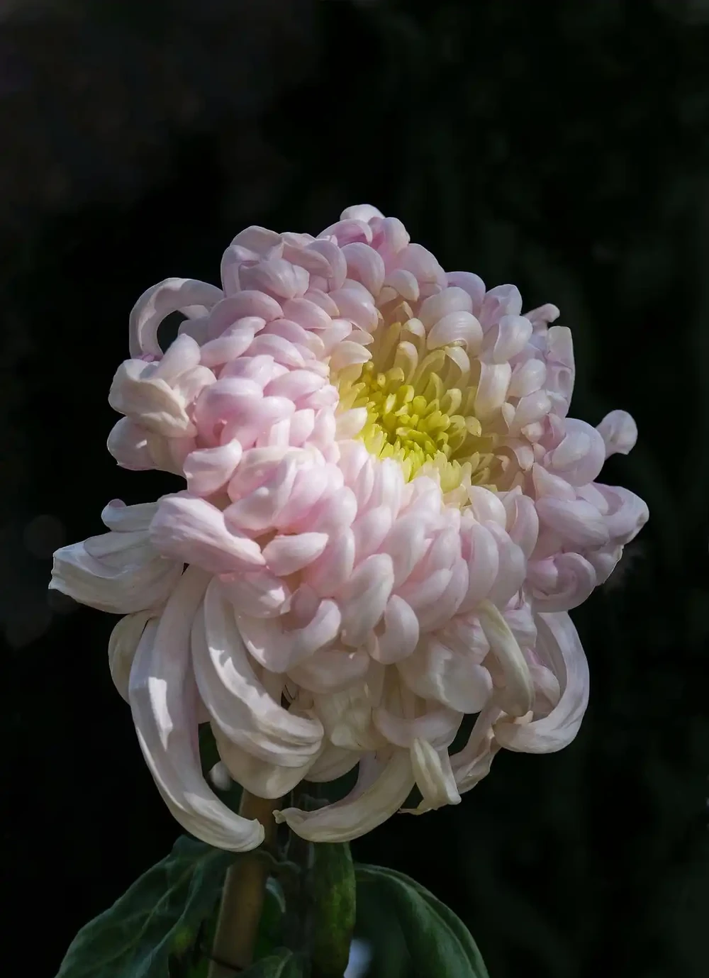 9月養菊花秘訣：做好2摘1勤，秋花輕鬆開成七彩球