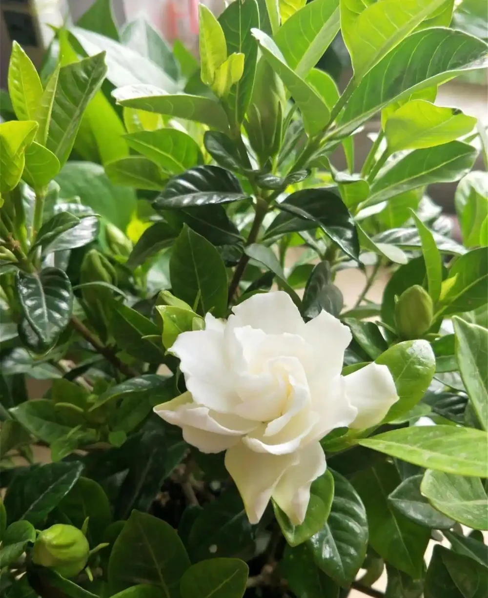梔子花秋天全是苞!只因做好了「4補」,葉子油亮,枝條粗壯!