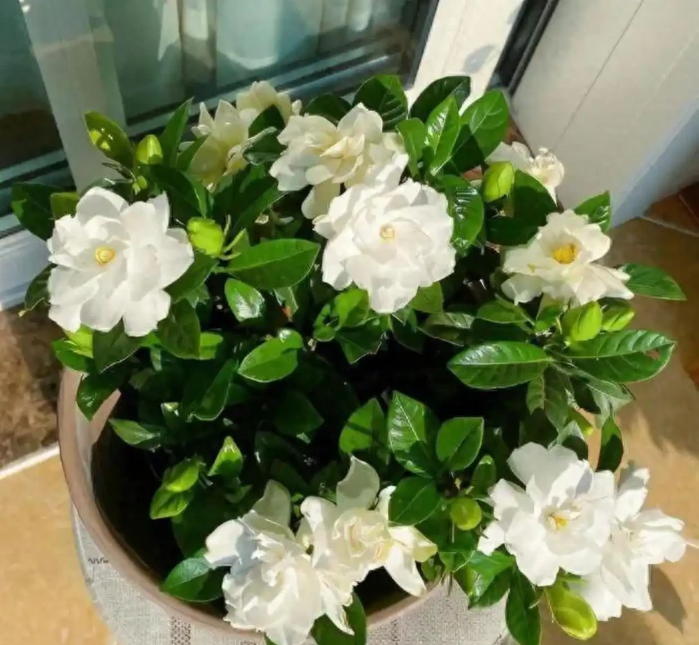 梔子花秋天全是苞!只因做好了「4補」,葉子油亮,枝條粗壯!