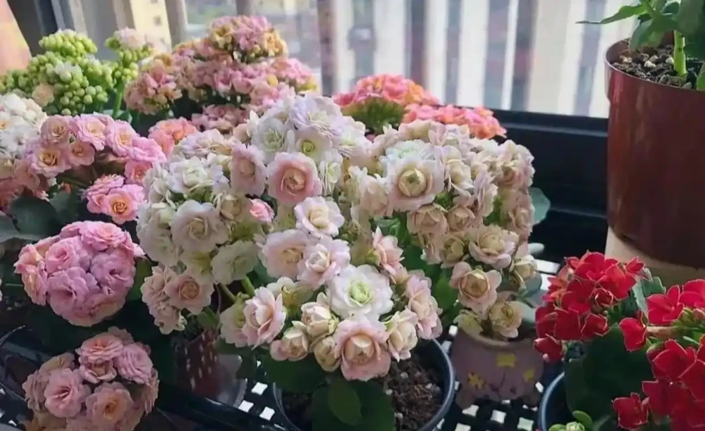 聖誕伽藍菜最愛「吃」的肥料,喂上一次,花苞滿枝,在家也能自己做