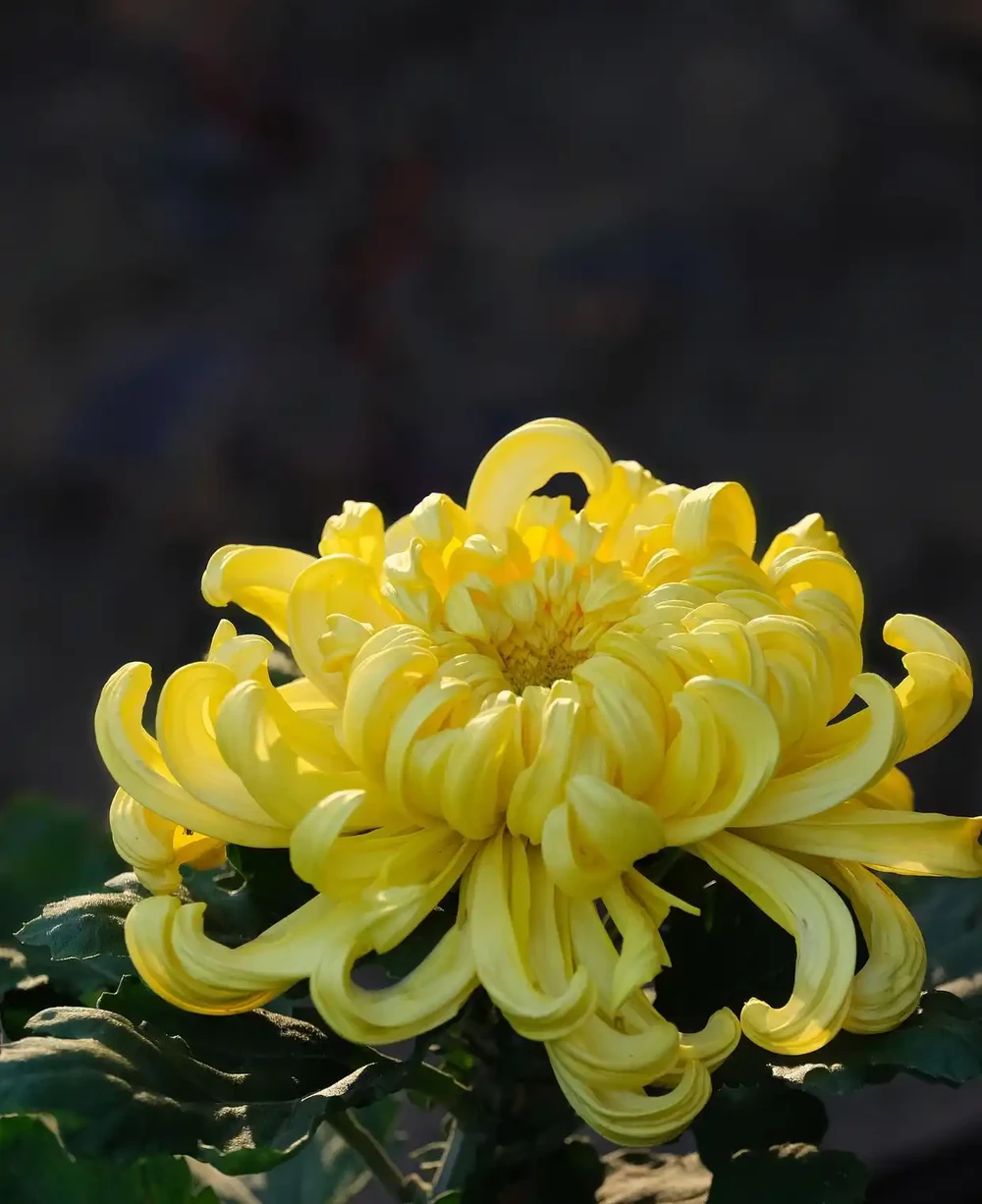 9月養菊花秘訣：做好2摘1勤，秋花輕鬆開成七彩球