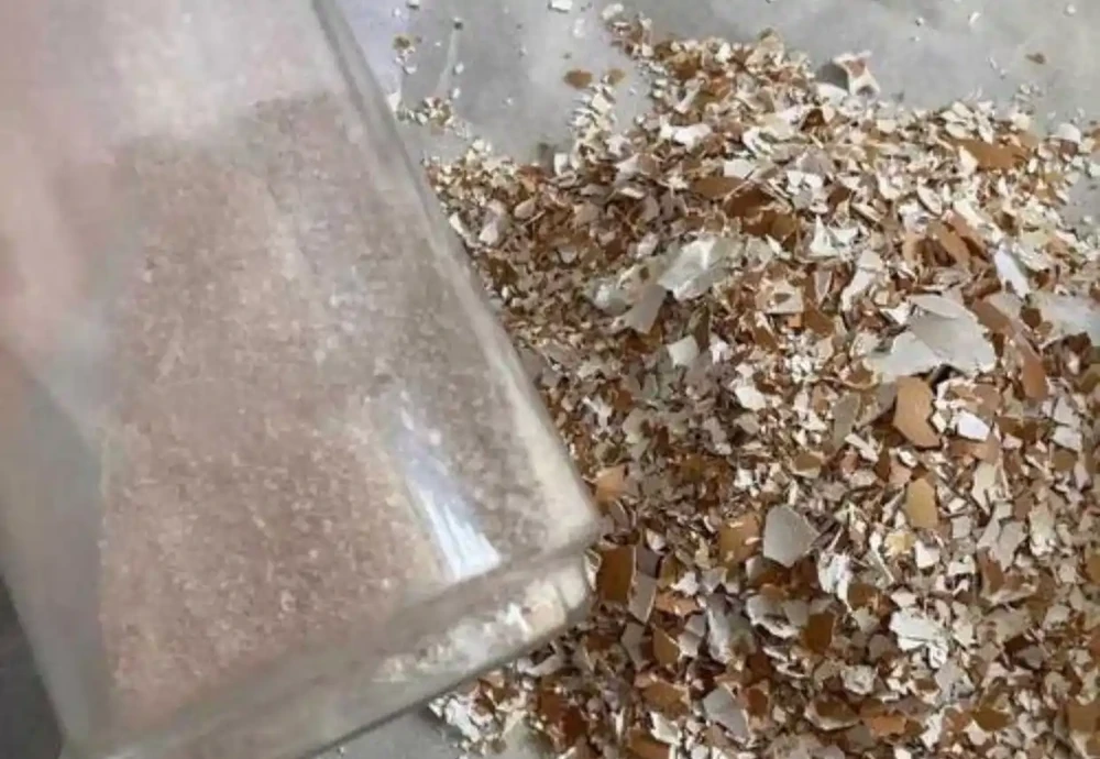 聖誕伽藍菜最愛「吃」的肥料,喂上一次,花苞滿枝,在家也能自己做