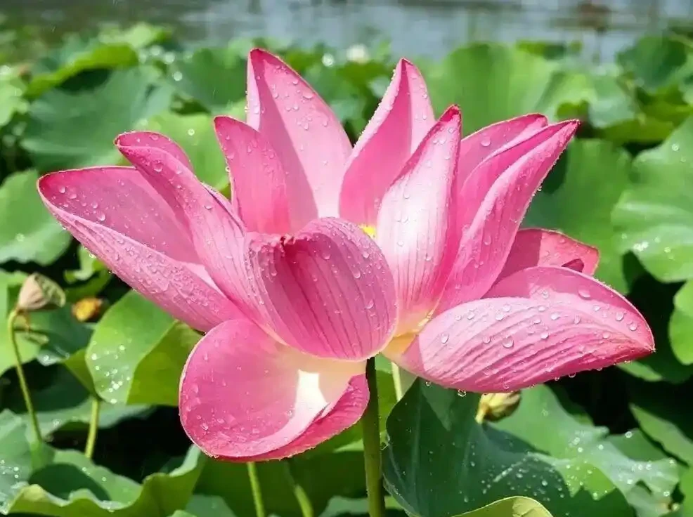 中國十大傳統名花！每一株都藏著中國人的千年風骨與福氣
