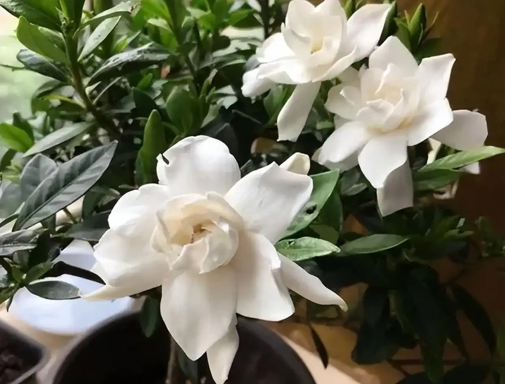 梔子花秋天全是苞!只因做好了「4補」,葉子油亮,枝條粗壯!