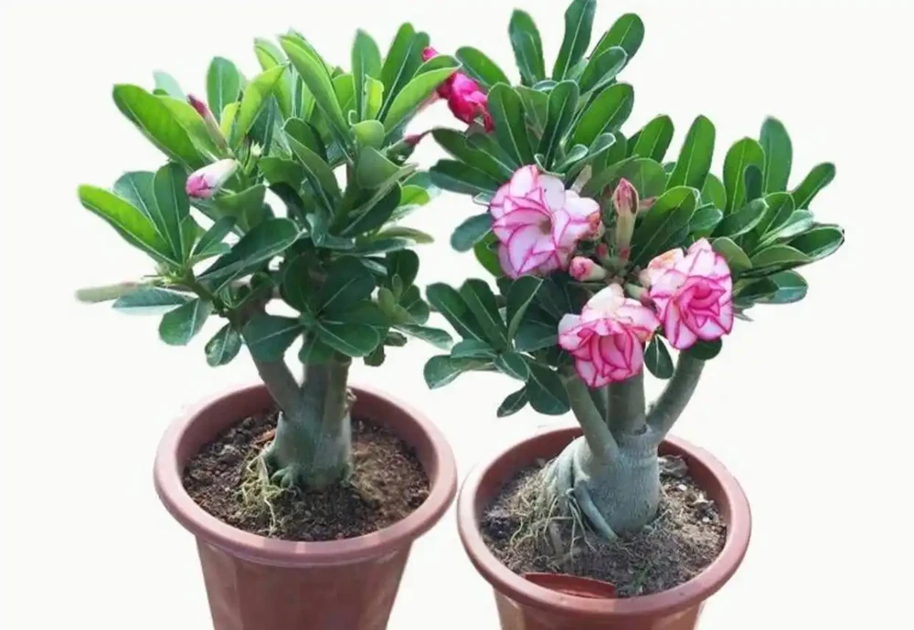 必須「餓著養」的3種花,盆越小,養得越好!少澆水,才是上策