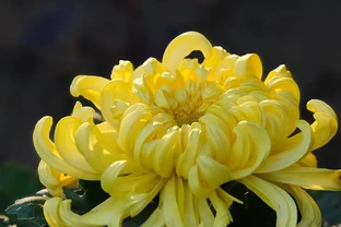 9月養菊花秘訣：做好2摘1勤，秋花輕鬆開成七彩球