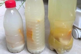 聖誕伽藍菜最愛「吃」的肥料，喂上一次，花苞滿枝，在家也能自己做