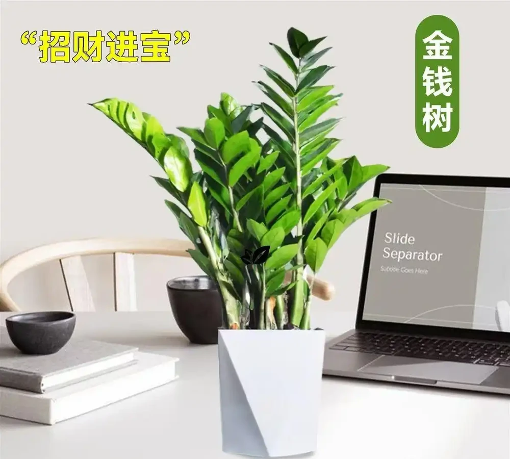 養了這些綠植,家裡四季都有好空氣
