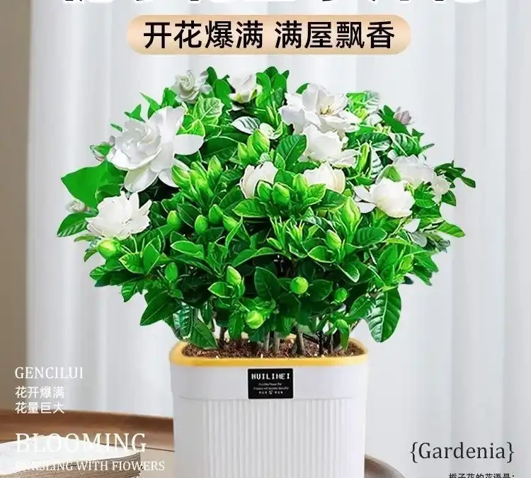 養了這些綠植,家裡四季都有好空氣