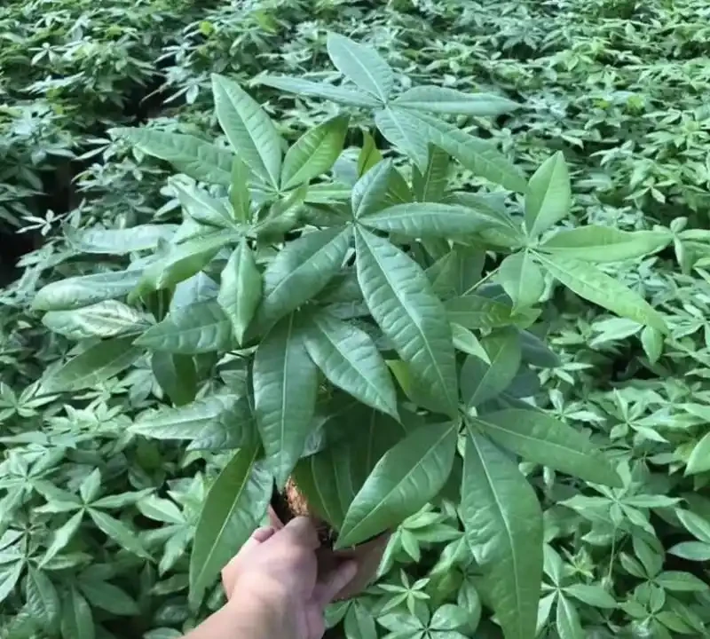 養了這些綠植,家裡四季都有好空氣