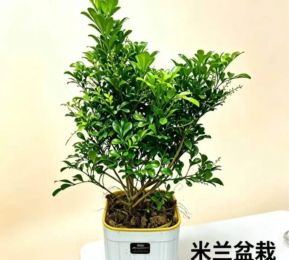 養了這些綠植,家裡四季都有好空氣