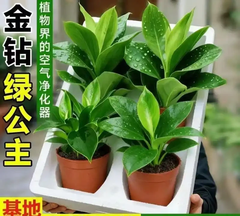 養了這些綠植,家裡四季都有好空氣