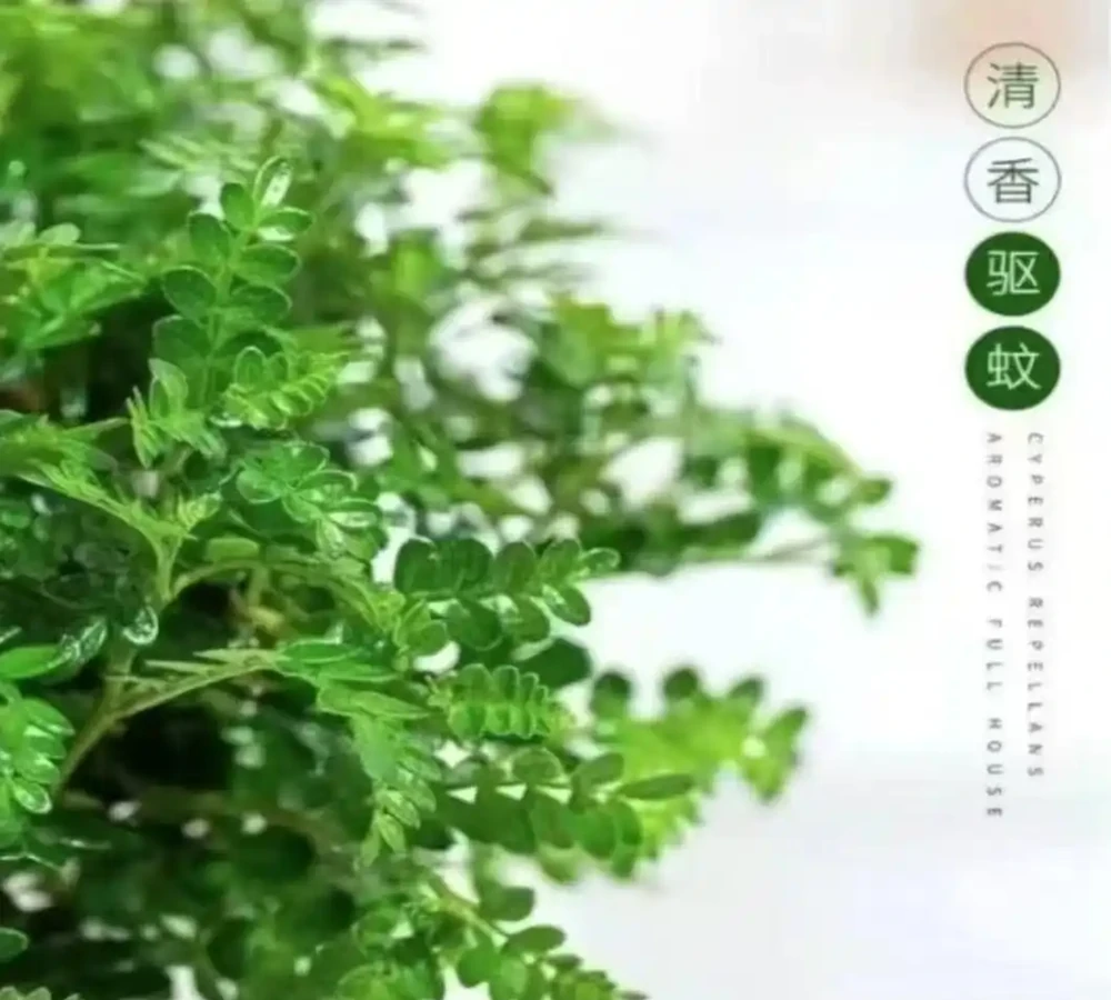 養了這些綠植,家裡四季都有好空氣