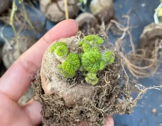 苦苣苔三姐妹,選對了爆花大半年,選錯了白忙一整年!