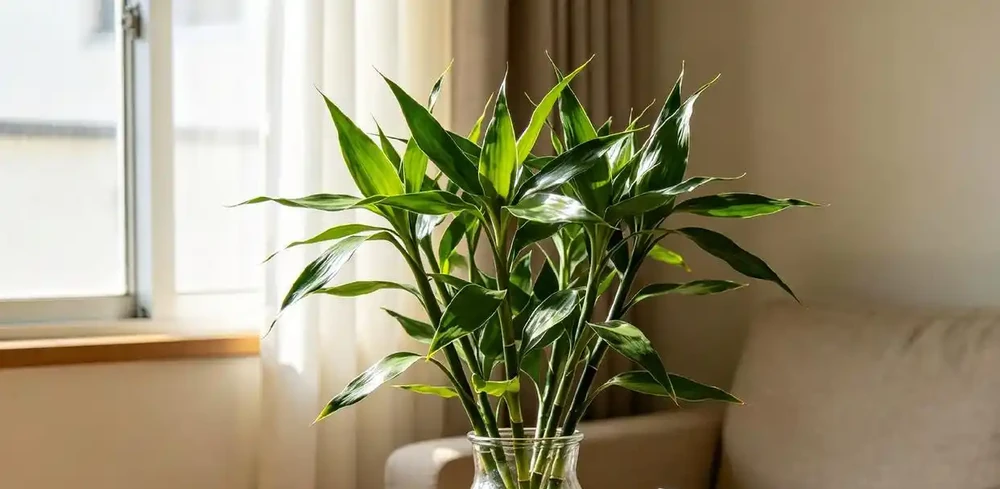 萬年竹養半月就黃葉?我換了3個位置才搞懂:這3個地方千萬別擺