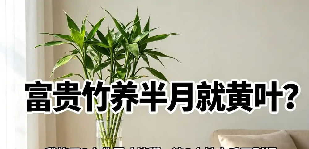 萬年竹養半月就黃葉?我換了3個位置才搞懂:這3個地方千萬別擺
