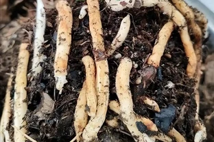 秋天給君子蘭換土，先看懂根系給你的9種訊號