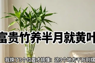 萬年竹養半月就黃葉？我換了3個位置才搞懂：這3個地方千萬別擺