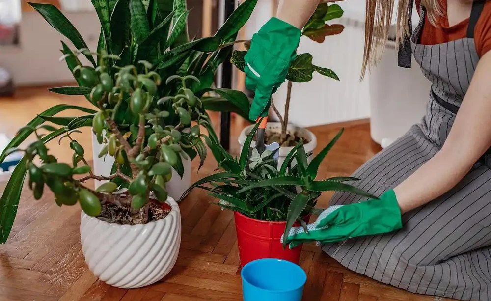 發財樹幾天澆一次水?老花匠的3個訊號,別數天數了