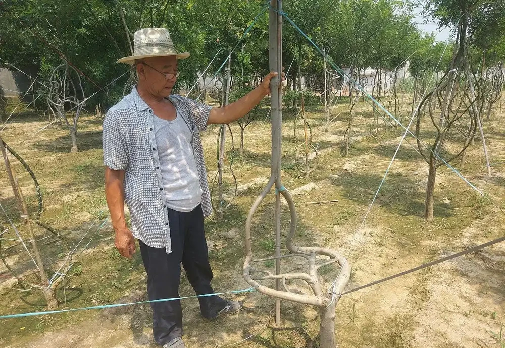 發財樹怎麼修剪?光桿變「棒棒糖」的3個狠招