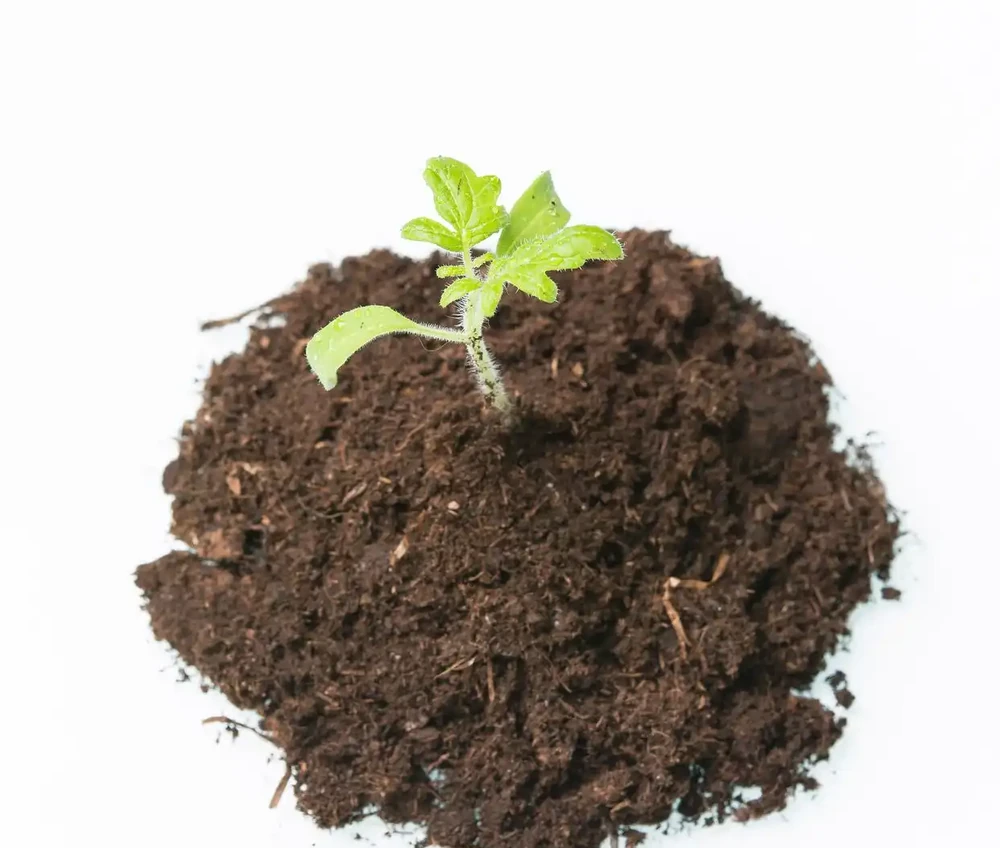 玫瑰花幾天澆一次水?養了8年,我的答案和網上不一樣