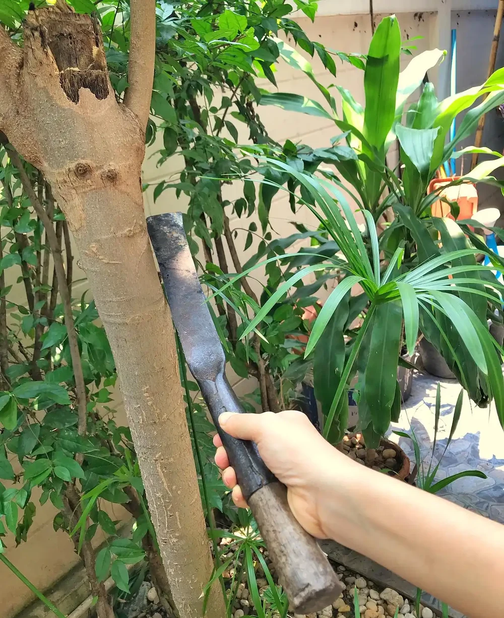 發財樹幾天澆一次水?老花匠的3個訊號,別數天數了