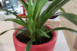 吊蘭修剪別亂剪，三個時機剪對了，新芽擠滿盆