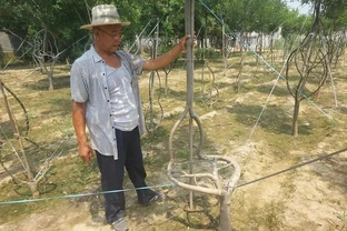 發財樹怎麼修剪？光桿變「棒棒糖」的3個狠招