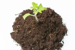 玫瑰花幾天澆一次水？養了8年，我的答案和網上不一樣