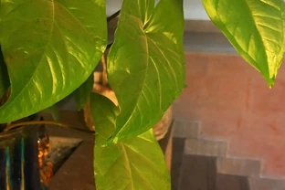 黃金葛幾天澆一次水？我養了8年，終於找到答案