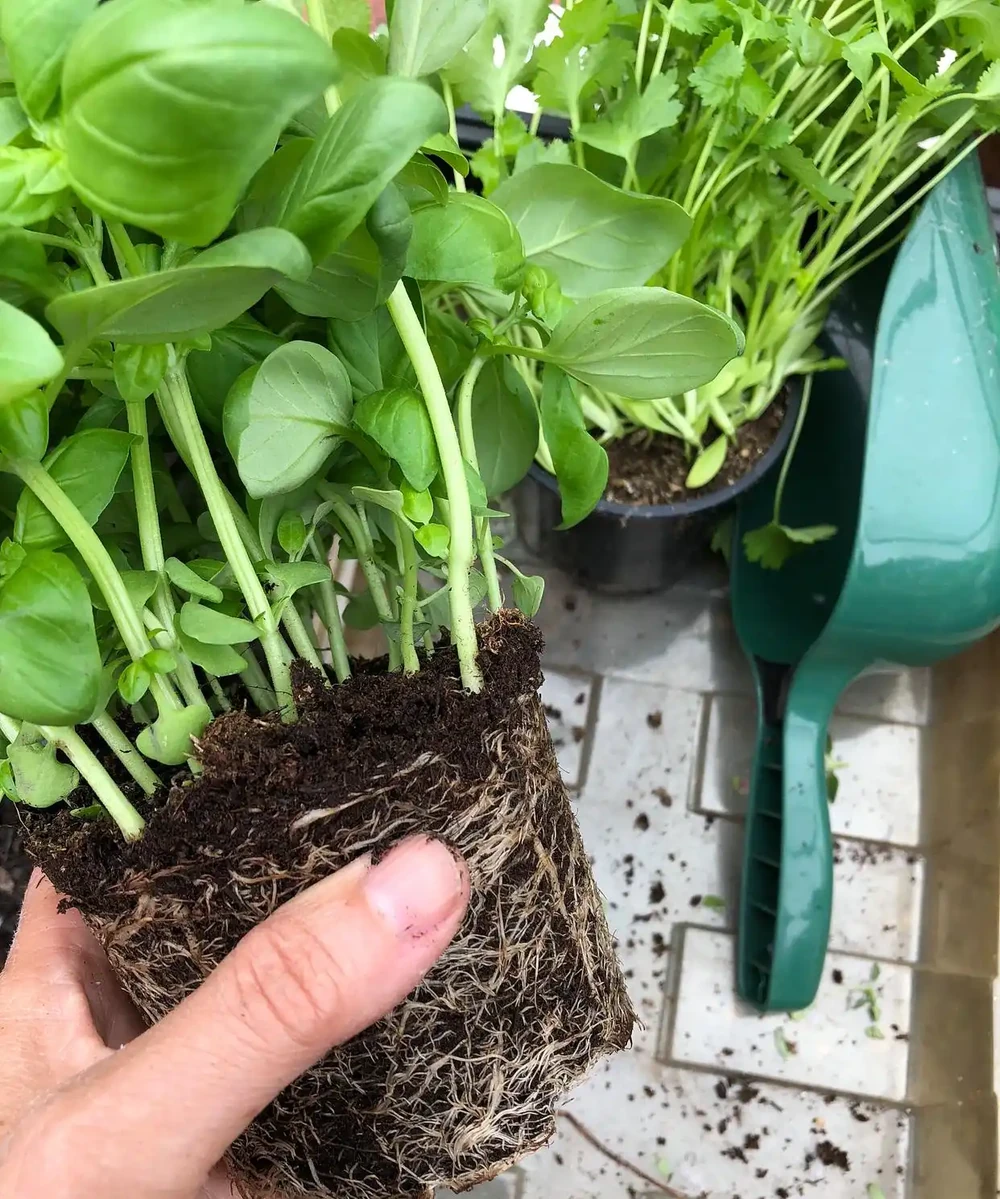 黃金葛黃葉別急著扔，自制營養液，啤酒淘米水蚯蚓糞水都能救