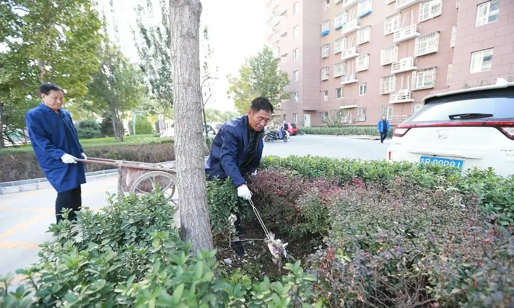 幸福樹修剪老黃葉掉光?3刀剪出滿盆新芽