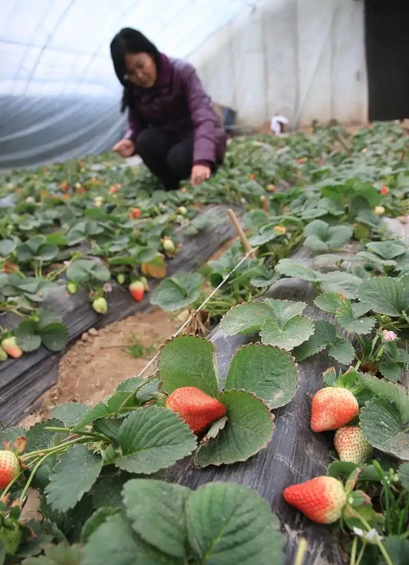 秋冬茬草莓基肥施肥技巧