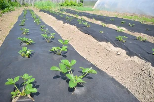 秋冬茬草莓基肥施肥技巧