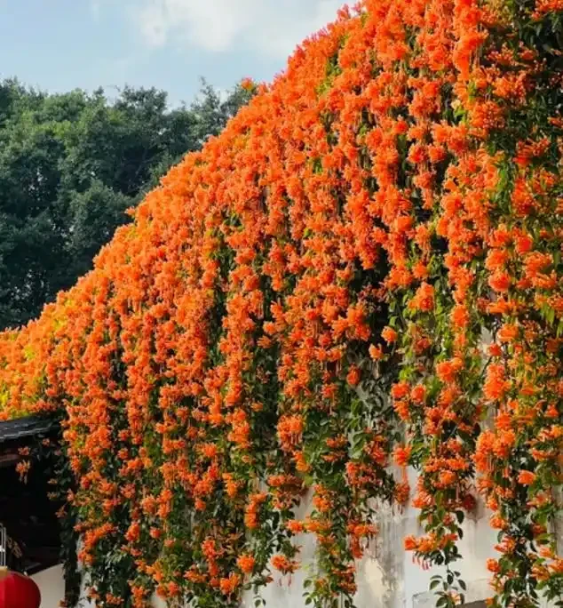 6種懶人花,扔陽臺不管都能活,少折騰也能花開滿滿!