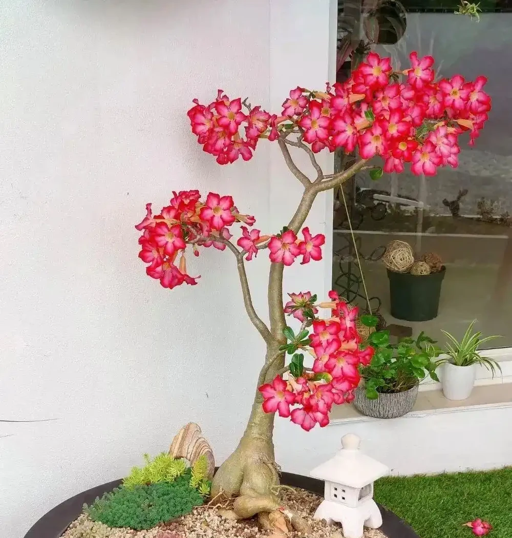 6種懶人花,扔陽臺不管都能活,少折騰也能花開滿滿!