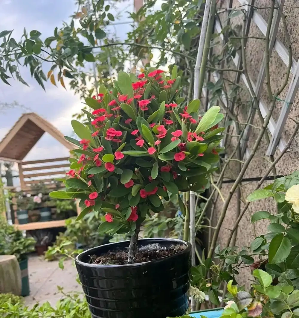 6種懶人花,扔陽臺不管都能活,少折騰也能花開滿滿!