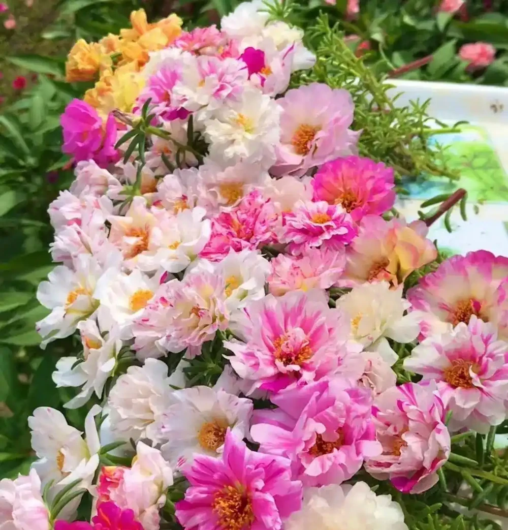 6種懶人花,扔陽臺不管都能活,少折騰也能花開滿滿!