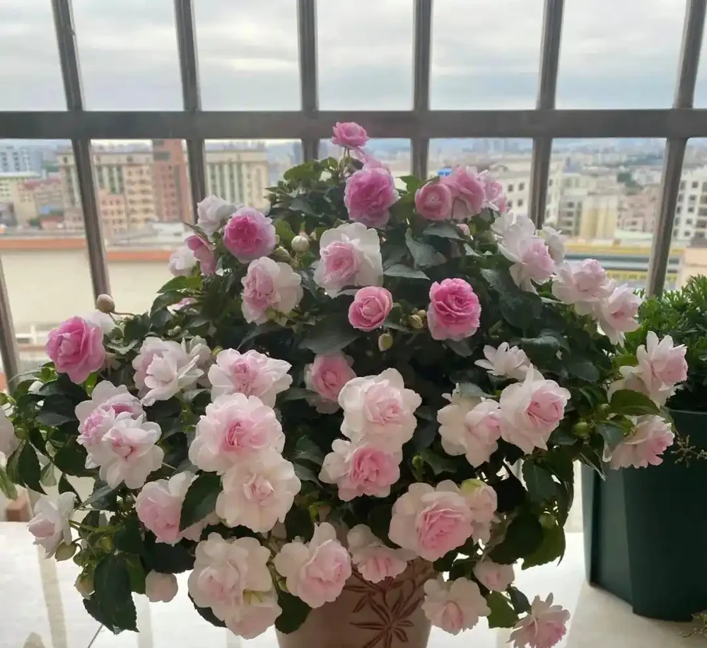 6種懶人花,扔陽臺不管都能活,少折騰也能花開滿滿!