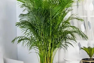 90%花友都踩坑！黃椰子黃葉不用扔，對症救治7天返綠，再也不反覆