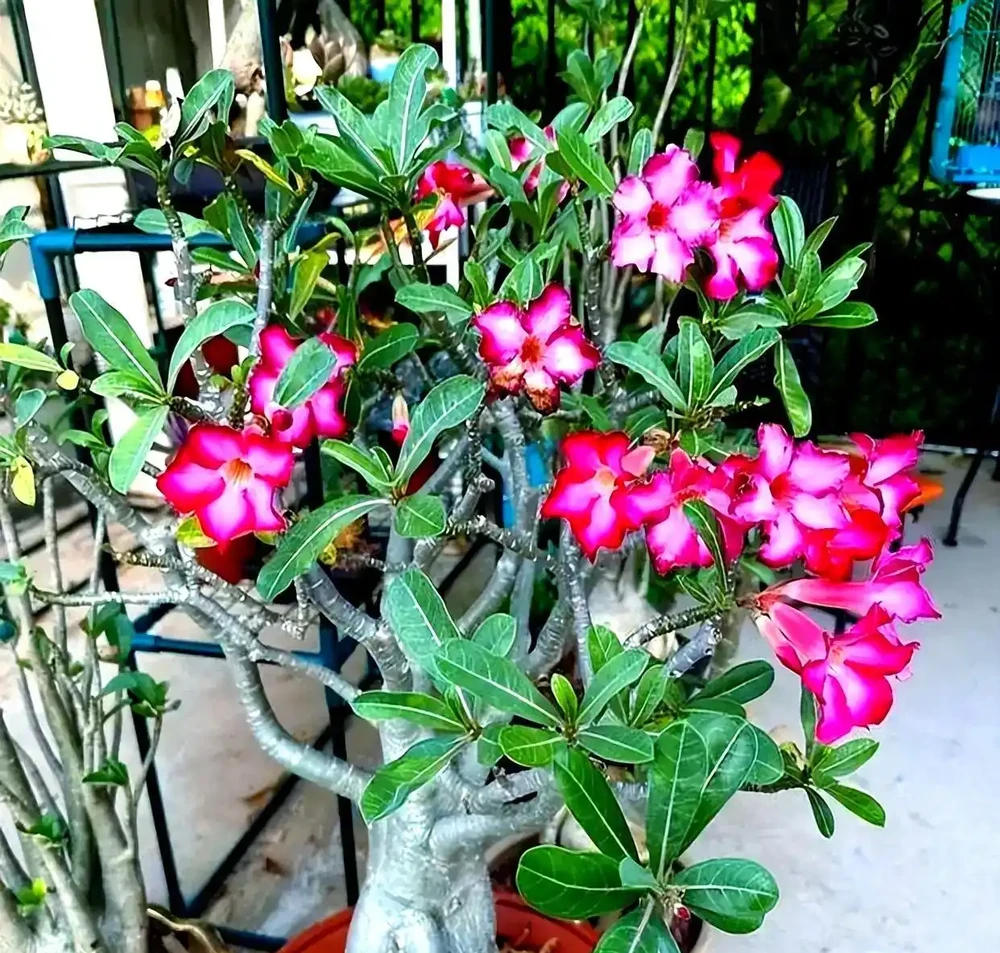 9成花友都踩坑!沙漠玫瑰葉子發黃掉落不用慌,對症救回葉綠花旺不落葉