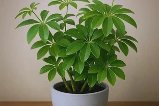 鵝掌藤葉子發黃分清8種情況，別盲目澆水施肥，找對原因葉片重回油綠