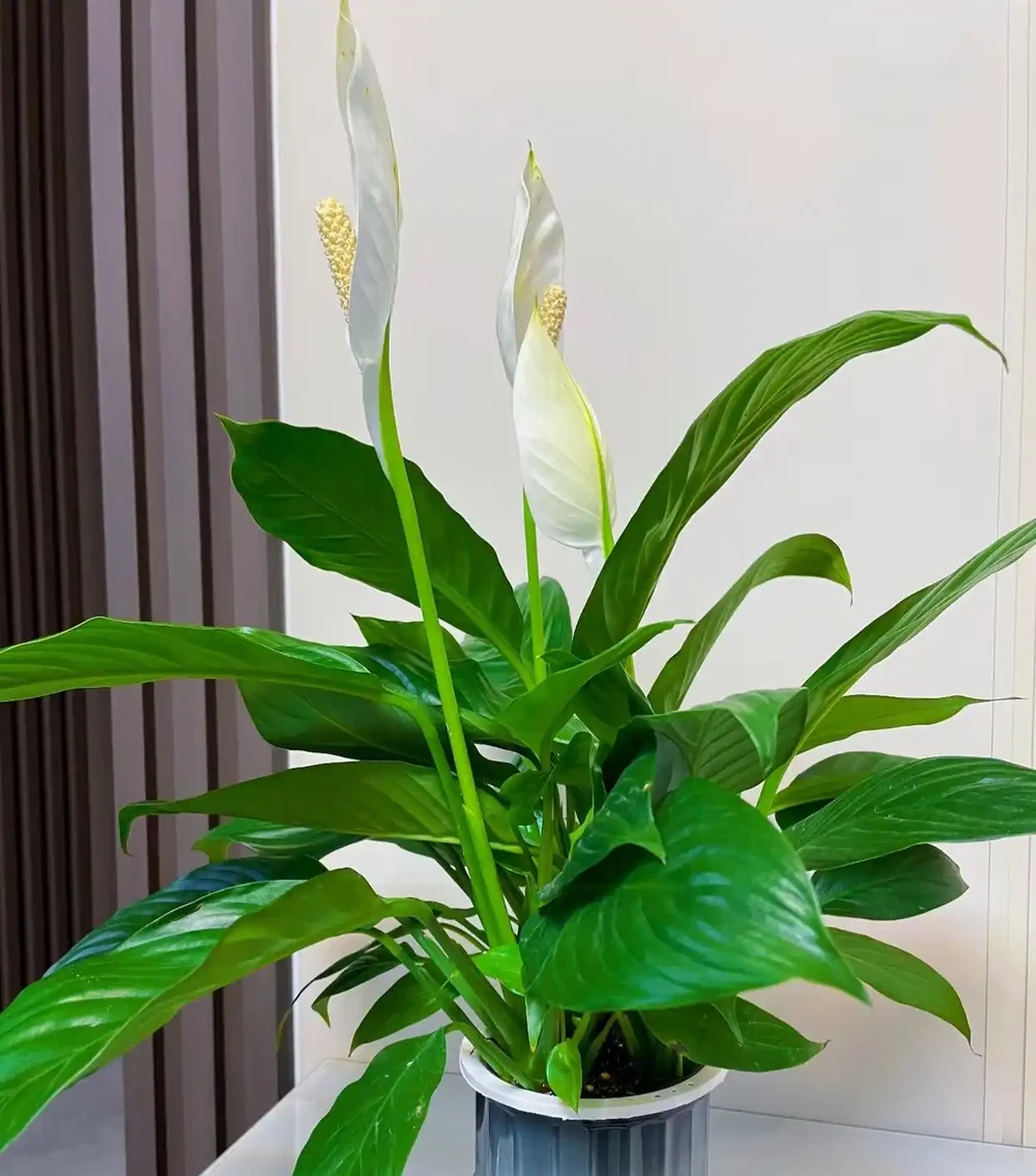 9種白鶴芋黃葉真實狀態,分清再救,別亂澆水,7‑20天重回油綠