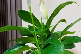 9種白鶴芋黃葉真實狀態，分清再救，別亂澆水，7‑20天重回油綠