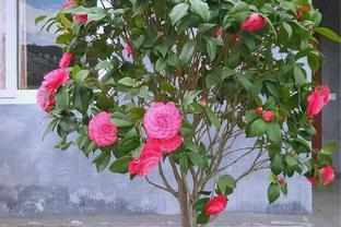 茶花葉子中間一條黃！7類真實誘因，分清才不亂施肥亂澆水，避免整株黃葉掉葉枯死