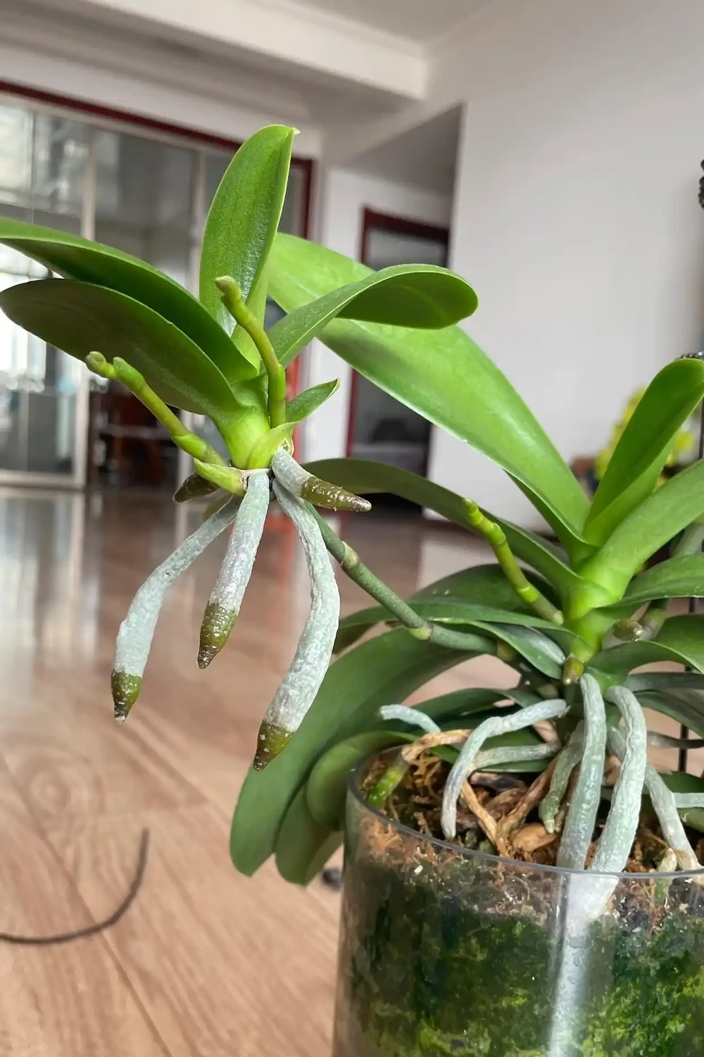 我家蝴蝶蘭年年爆花,全靠秋天這幾招,分享給大家