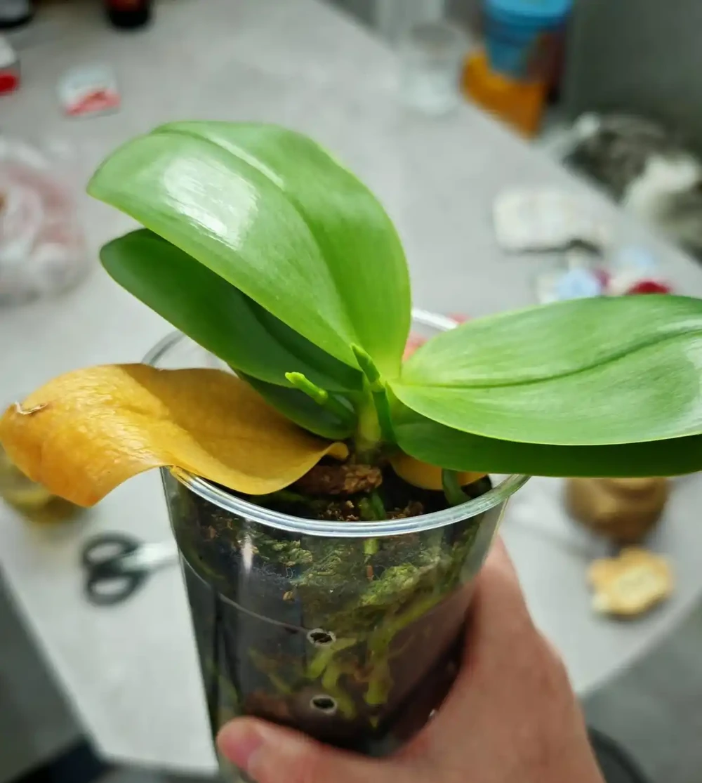 我家蝴蝶蘭年年爆花,全靠秋天這幾招,分享給大家