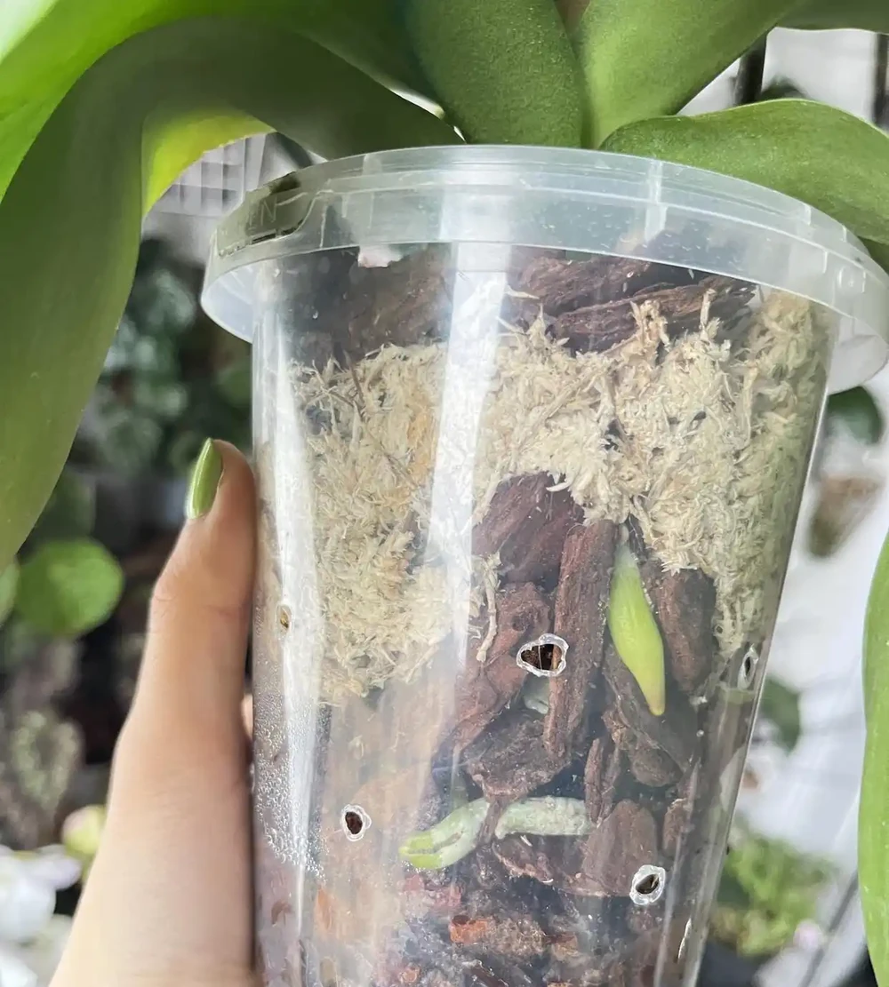 我家蝴蝶蘭年年爆花,全靠秋天這幾招,分享給大家