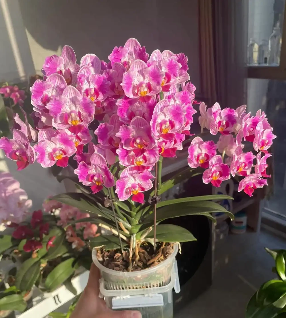 我家蝴蝶蘭年年爆花,全靠秋天這幾招,分享給大家